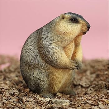 MARMOT - 美品マーモット 砂浴びして満足げないテトちゃん🐳🤍 マーモットさんたちはまだ